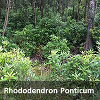 Invasive Species - Rhododendron