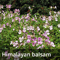 Himalayan balsam - Invasive Species