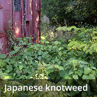 Japanese knotweed - Invasive Species