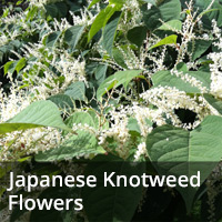 japanese knotwood flowers