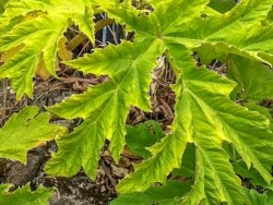 Serrated edges of Giant Hogweed leaves