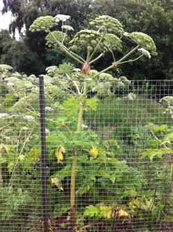 A mature Giant Hogweed Plant