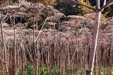 Hogweed dying back for winter