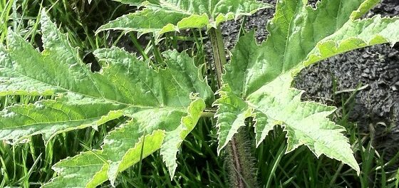 Young Giant Hogweed. The start of an infestation!