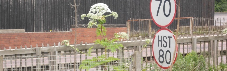 This hogweed plant is just about to overhang a pavement, would you want to brush against it?