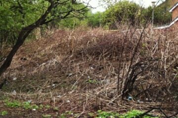 This barren mess is what's left when a stand of knotweed dies back for the winter. Bonus points if you recognise where this is, post your guesses in the comments box below.