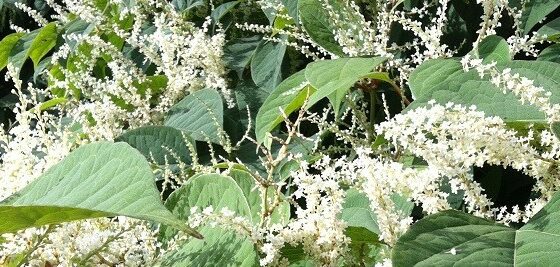 Why are invasive species like Japanese Knotweed and Giant Hogweed a problem?