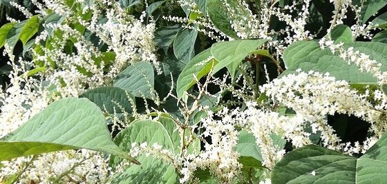 When should Japanese Knotweed be treated?