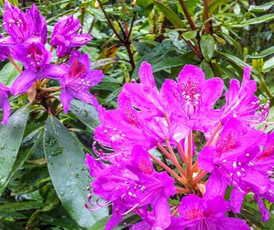 Stem Injection of Rhododendrons