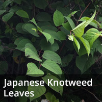 japanese knotweed leaves
