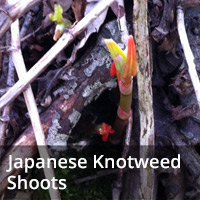 japanese knotweed shoots