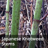 japanese knotweed stems