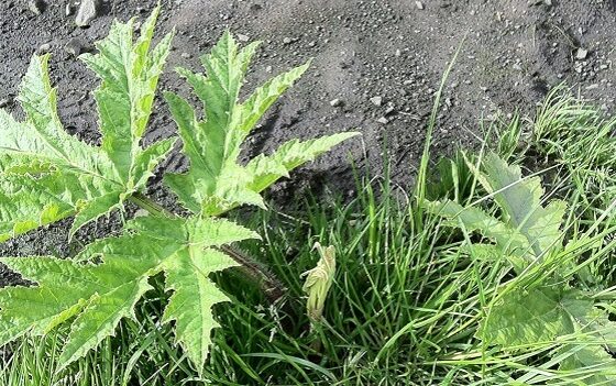 Treatment window for Giant Hogweed?