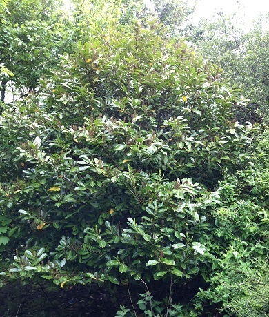 Healthy Rhododendron prior to treatment