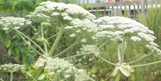 Giant Hogweed a risk to Children and Adults