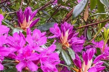 Rhododendron Ponticum