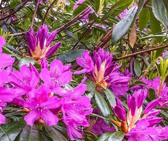 Rhododendron Ponticum